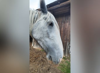 Shire Horse, Stute, 3 Jahre, 179 cm, Schimmel