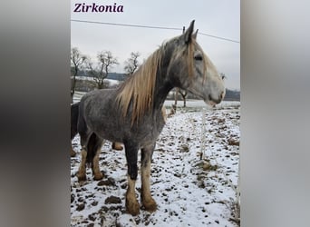 Shire Horse, Stute, 3 Jahre, 179 cm, Schimmel