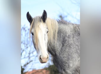 Shire Horse, Stute, 3 Jahre, 179 cm, Schimmel