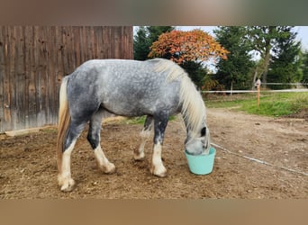 Shire Horse, Stute, 3 Jahre, 179 cm, Schimmel