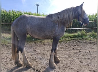Shire Horse, Stute, 3 Jahre, 179 cm, Schimmel