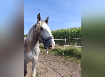 Shire Horse, Stute, 3 Jahre, 179 cm, Schimmel