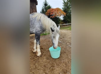 Shire Horse, Stute, 3 Jahre, 179 cm, Schimmel