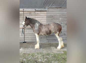 Shire Horse, Stute, 3 Jahre, 180 cm, Roan-Bay