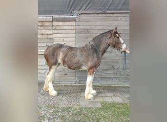 Shire Horse, Stute, 3 Jahre, 180 cm, Roan-Bay