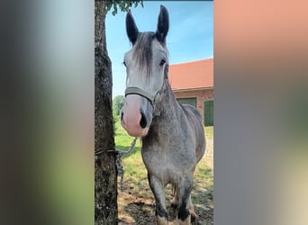Shire Horse, Stute, 3 Jahre, 180 cm, Schimmel