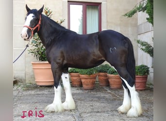 Shire Horse, Stute, 3 Jahre