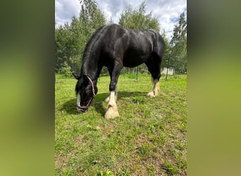 Shire Horse, Stute, 3 Jahre, Rappe