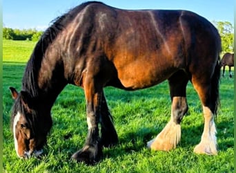 Shire Horse, Stute, 3 Jahre