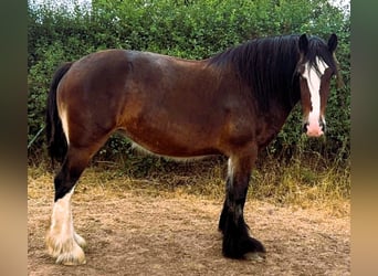 Shire Horse, Stute, 3 Jahre