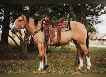 Shire Horse Mix, Stute, 4 Jahre, 157 cm, Buckskin