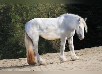 Shire Horse, Stute, 4 Jahre, 168 cm, Schimmel