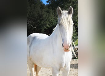 Shire Horse, Stute, 4 Jahre, 168 cm, Schimmel