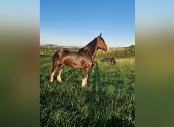 Shire Horse, Stute, 4 Jahre, 173 cm, Brauner