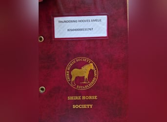 Shire Horse, Stute, 4 Jahre, 173 cm, Brauner