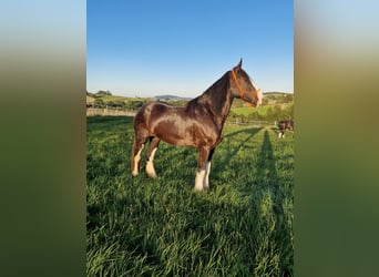 Shire Horse, Stute, 4 Jahre, 173 cm, Brauner