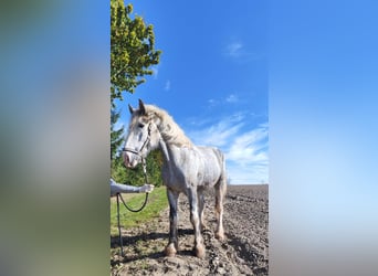 Shire Horse, Stute, 4 Jahre, 177 cm, Schimmel