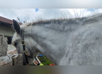 Shire Horse, Stute, 4 Jahre, 177 cm, Schimmel