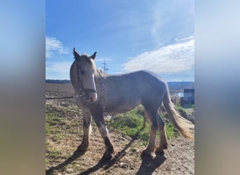 Shire Horse, Stute, 4 Jahre, 177 cm, Schimmel