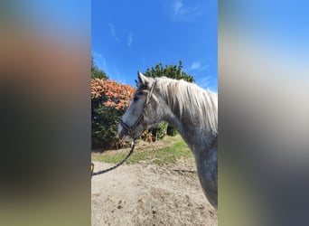 Shire Horse, Stute, 4 Jahre, 177 cm, Schimmel