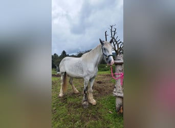 Shire Horse, Stute, 4 Jahre, 177 cm, Schimmel