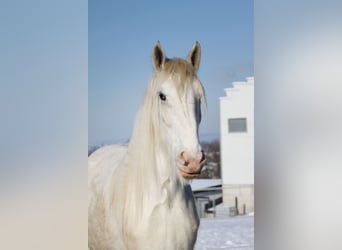 Shire Horse, Stute, 4 Jahre, 178 cm, Schimmel