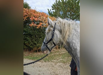 Shire Horse, Stute, 4 Jahre, 179 cm, Schimmel