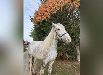 Shire Horse, Stute, 4 Jahre, 179 cm, Schimmel