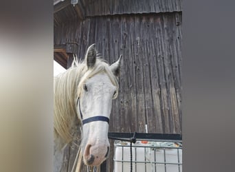 Shire Horse, Stute, 4 Jahre, 179 cm, Schimmel