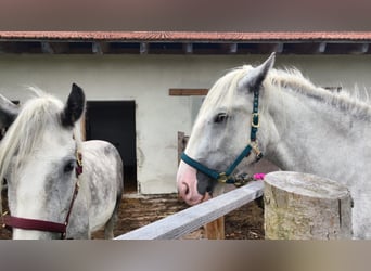 Shire Horse, Stute, 4 Jahre, 180 cm, Schimmel Shire Horse, Stute, 4 Jahre, 180 cm, Schimmel
