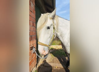 Shire Horse, Stute, 4 Jahre, 182 cm, Schimmel