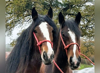 Shire Horse, Stute, 4 Jahre