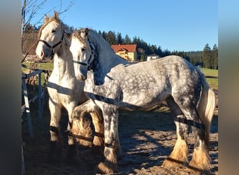 Shire Horse, Stute, 4 Jahre, Schimmel