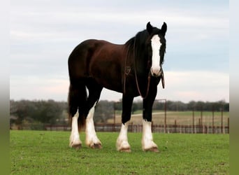 Shire Horse Mix, Stute, 5 Jahre, 163 cm, Rappe