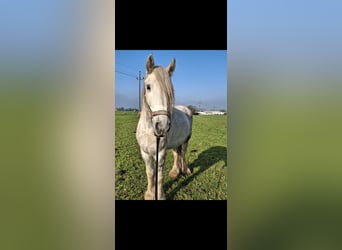 Shire Horse, Stute, 5 Jahre, 170 cm, Apfelschimmel