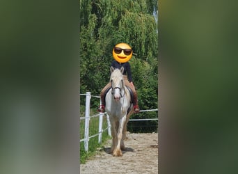 Shire Horse, Stute, 5 Jahre, 172 cm, Schimmel