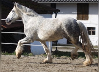 Shire Horse, Stute, 5 Jahre, 175 cm, Apfelschimmel