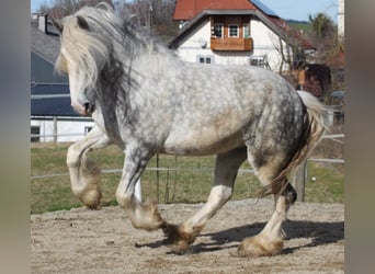 Shire Horse, Stute, 5 Jahre, 175 cm, Apfelschimmel
