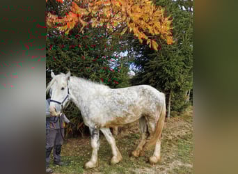 Shire Horse, Stute, 5 Jahre, 179 cm, Schimmel