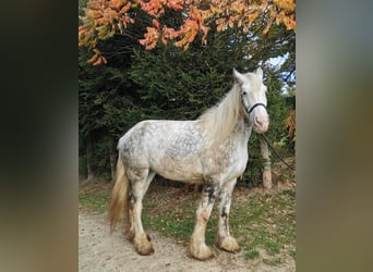Shire Horse, Stute, 5 Jahre, 179 cm, Schimmel