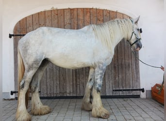 Shire Horse, Stute, 5 Jahre, 180 cm, Schimmel