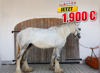 Shire Horse, Stute, 5 Jahre, 180 cm, Schimmel