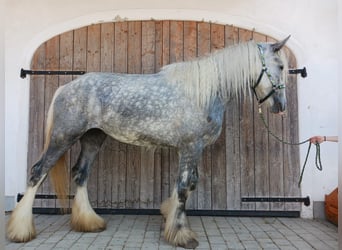 Shire Horse, Stute, 5 Jahre, 180 cm, Schimmel