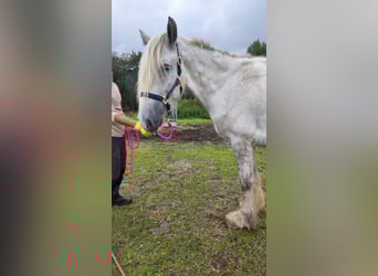 Shire Horse, Stute, 5 Jahre, 180 cm, Schimmel