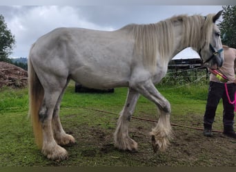 Shire Horse, Stute, 5 Jahre, 180 cm, Schimmel
