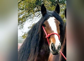 Shire Horse, Stute, 5 Jahre