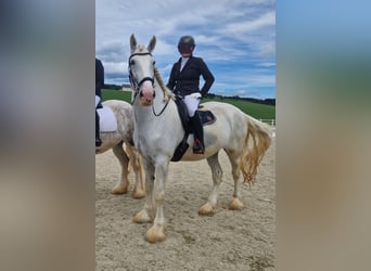 Shire Horse, Stute, 6 Jahre, 172 cm, Schimmel