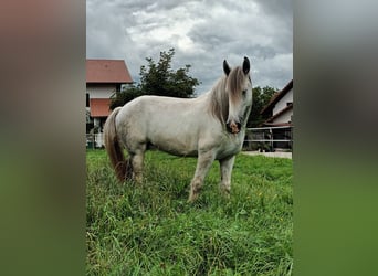 Shire Horse, Stute, 6 Jahre, 173 cm, Schimmel