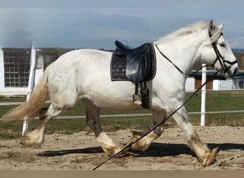 Shire Horse, Stute, 6 Jahre, 175 cm, Apfelschimmel
