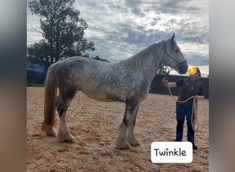 Shire Horse, Stute, 6 Jahre, 175 cm, Apfelschimmel
